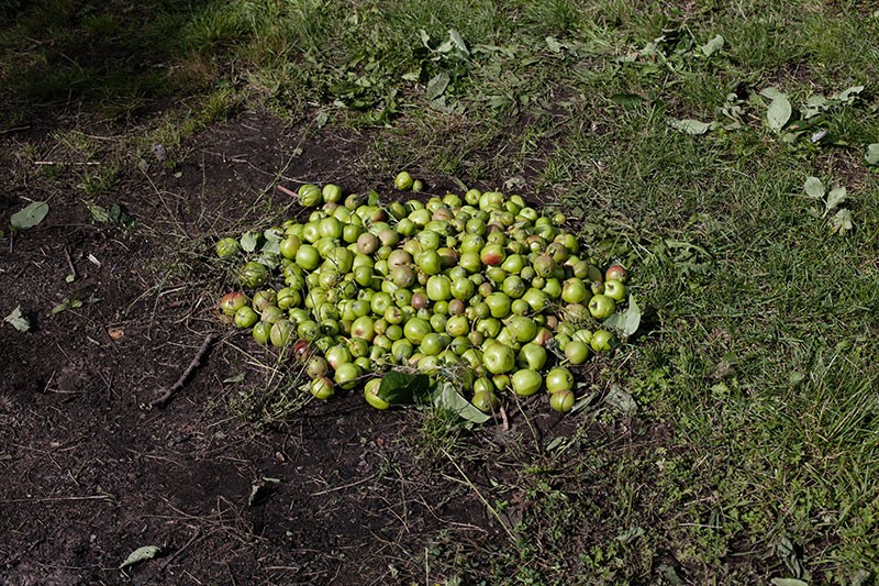 from the series Emma wir